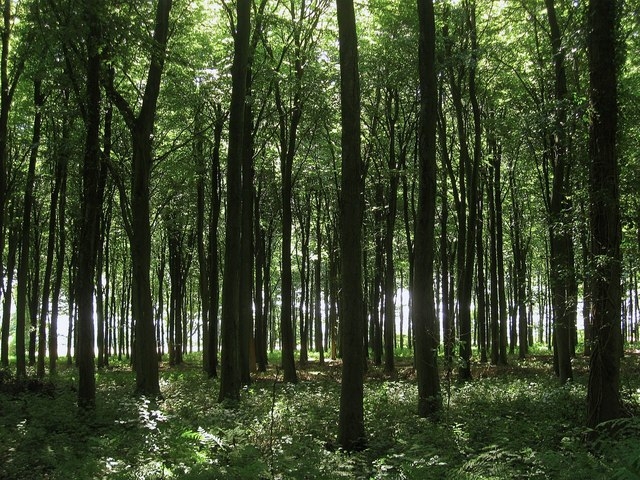 Improved management of small-scale, private degraded forests