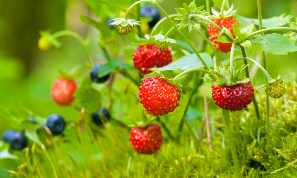Land Use Planning and Biodiversity Mainstreaming