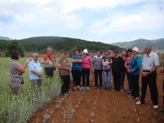 CNVP Supports Wild Mountain Tea Cultivation in Prespa