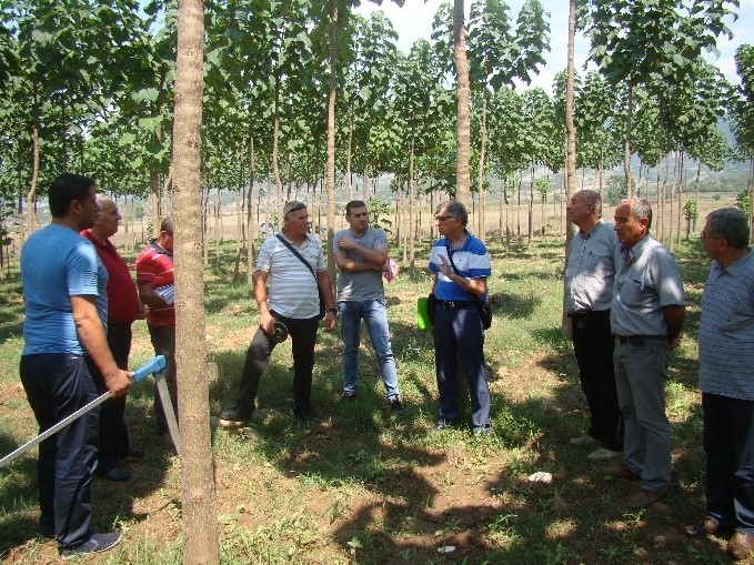 CNVP monitors paulownia plantation model