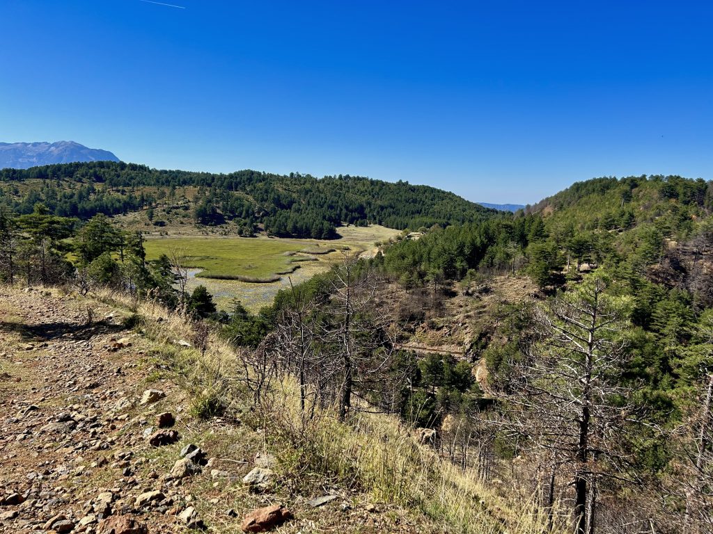 7,000 Black Pines Take Root in Gramsh