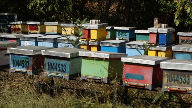 Women at the Heart of Kosovo’s Beekeeping Sector — image 1